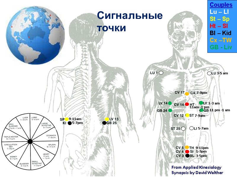 From Applied Kinesiology Synopsis by David Walther Сигнальные точки 3-5 am 1-3 am 11